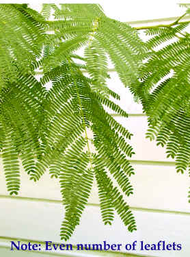 albizia_jullibrissin_-_leaves_-_san_diego_-_10-21-00.jpg