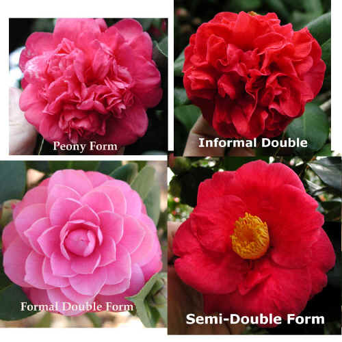 camellia_flower_form_comparison.jpg